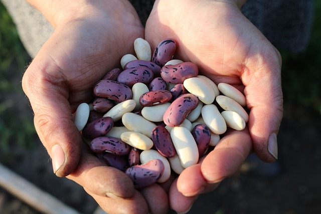 Difference Between Anasazi Beans and Pinto Beans 1 Difference Between Anasazi Beans and Pinto Beans