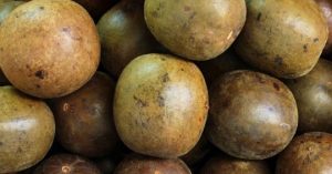 Difference Between Monk Fruit Classic And Golden 2 Monk Fruit