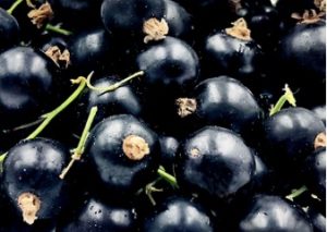 Difference Between Zante Currant and Blackcurrant 3 Blackcurrant