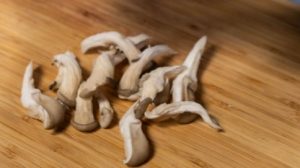 Difference Between Lentinellus Ursinus and Oyster Mushroom 2 Oyster Mushroom