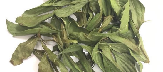 How to Make Manglier Tea: A Delicious Cold Remedy 1 manglier Leaves