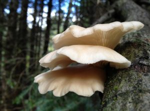 Difference Between Lentinellus Ursinus and Oyster Mushroom 3 Oyster Mushroom