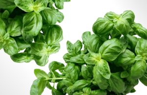Difference Between Siam Queen Basil Vs Thai Basil 2 Thai basil