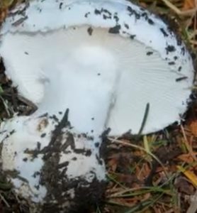 Difference Between Amanita smithiana and Matsutake 2 Amanita Smithiana