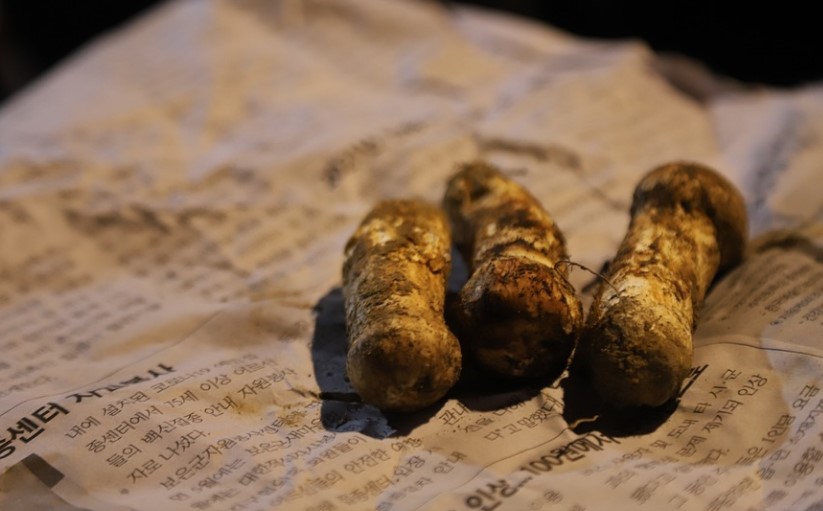 Difference Between Amanita smithiana and Matsutake 1 Amanita smithiana vs Matsutake