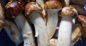 Difference Between Amanita smithiana and Matsutake 3 Matsutake
