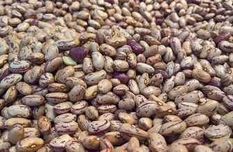 Difference Between Mayocoba Beans and Pinto Beans