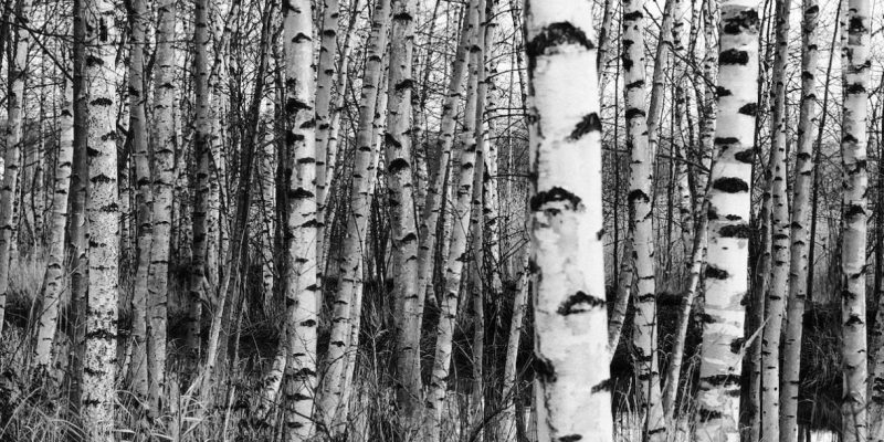 Unleashing the Liquid Gold: Birch Trees Tapping Guide