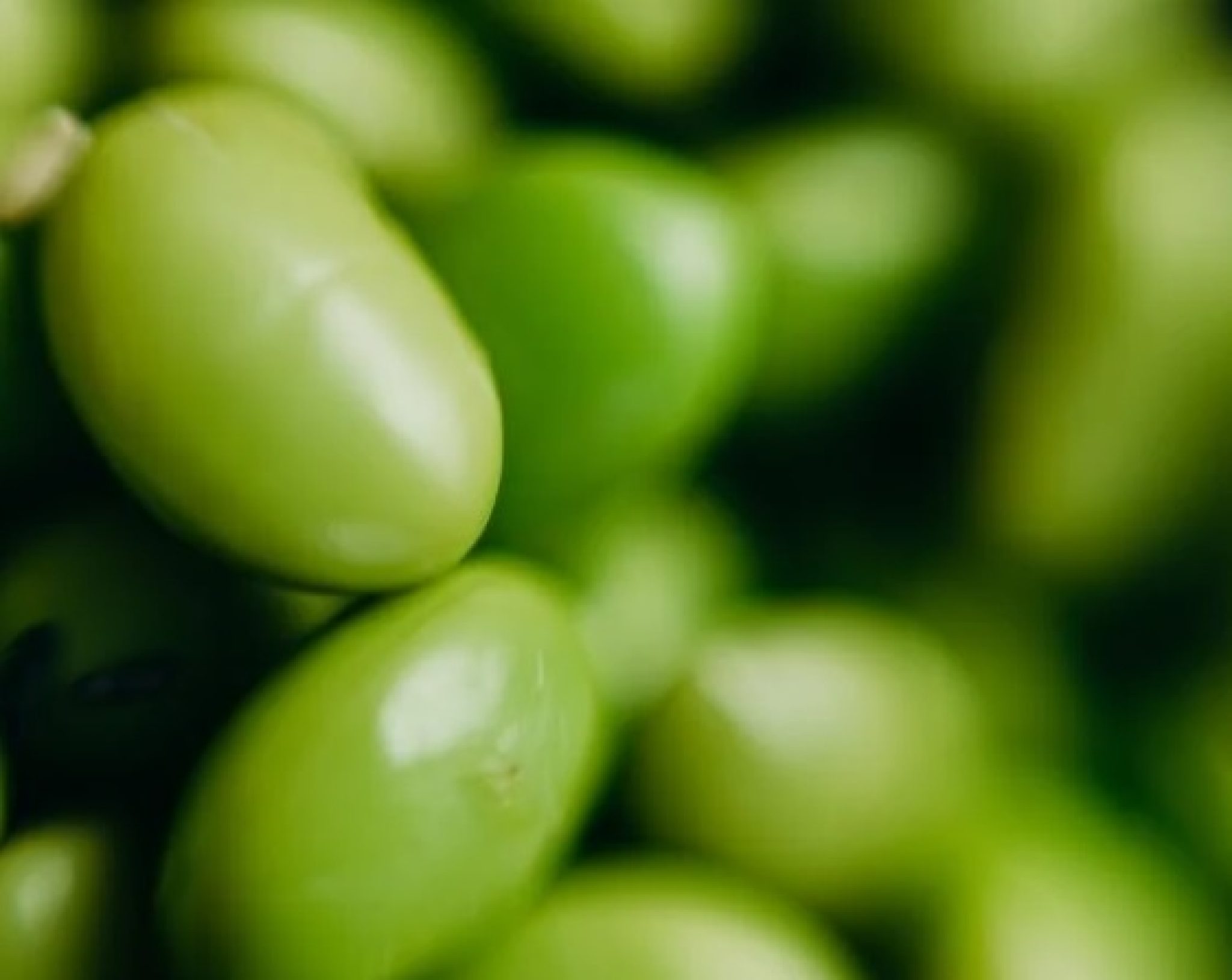 Edamame vs. Broad Beans Understanding the Differences