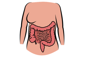 Digestive System