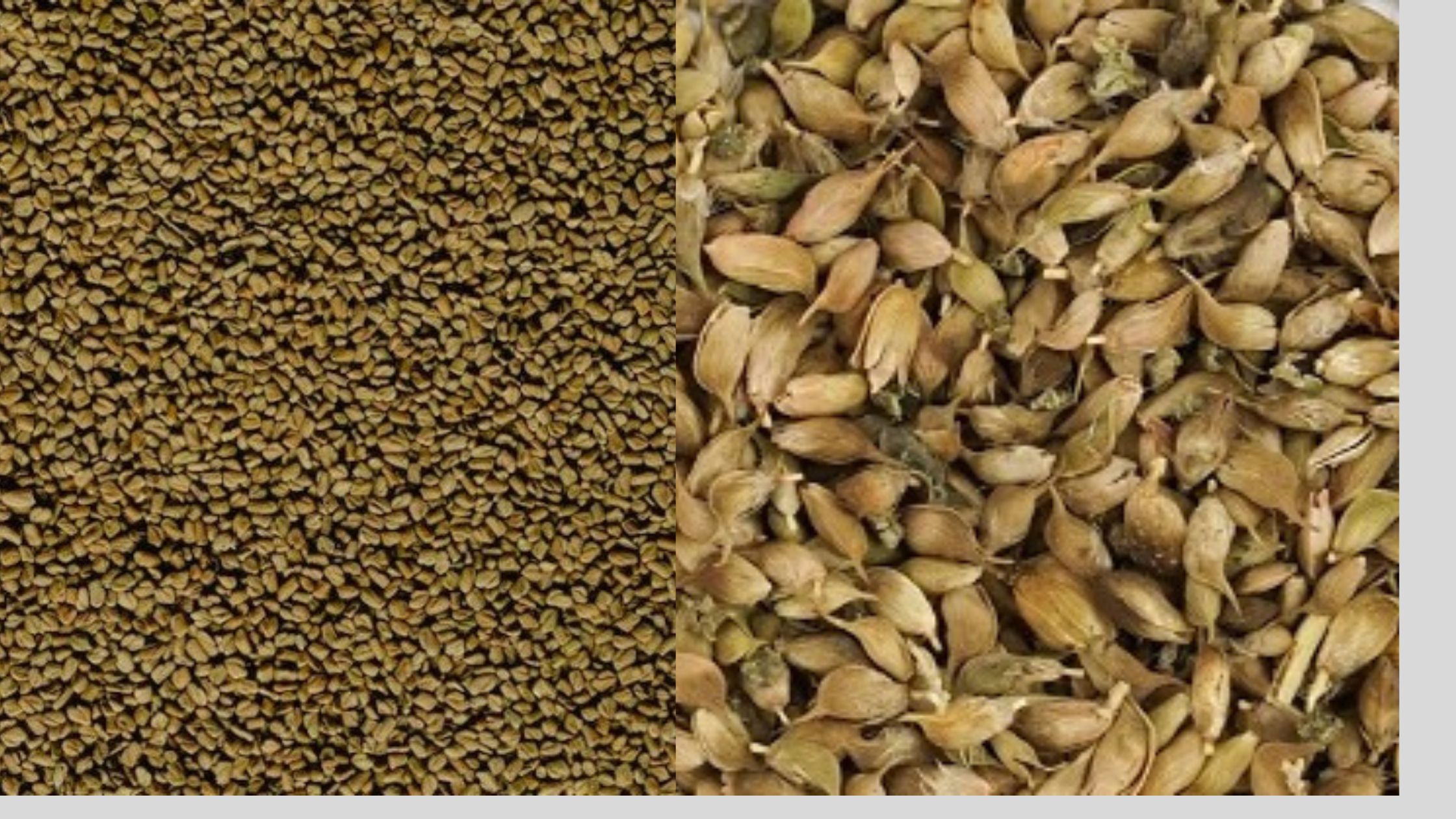 Fenugreek Vs. Blue Fenugreek