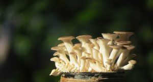 Abalone mushroom