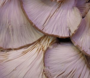 Oyster Mushrooms Close up