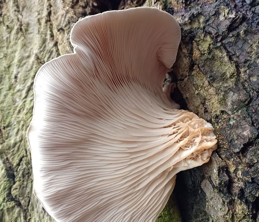 Oyster Mushrooms