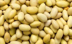 Mayocoba Beans