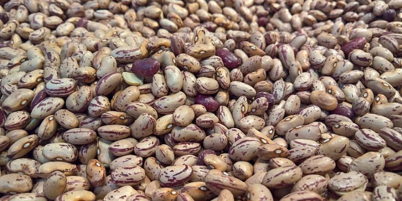 Blog layout 7 Distinguishing the Delicacies: Unveiling the Difference Between Mayocoba Beans and Pinto Beans