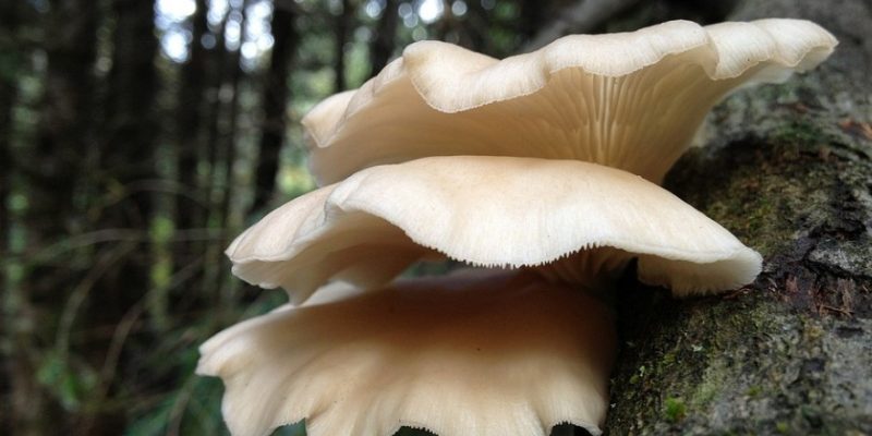 Blog layout 19 Difference between Abalone Mushroom and Oyster Mushroom