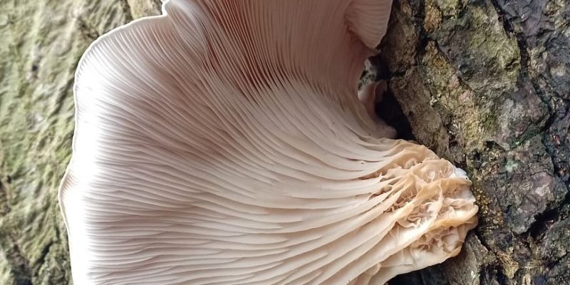 Blog layout 15 Are Oyster Mushrooms Supposed to Be Fuzzy?
