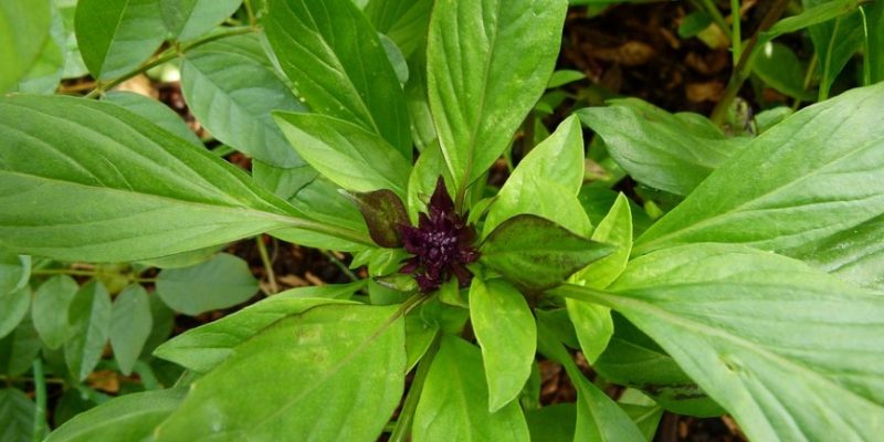 Blog layout 3 Difference Between Siam Queen Basil Vs Thai Basil