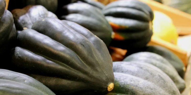 Blog layout 11 The Ultimate Guide to Acorn Squash: A Feast for the Palate and Body